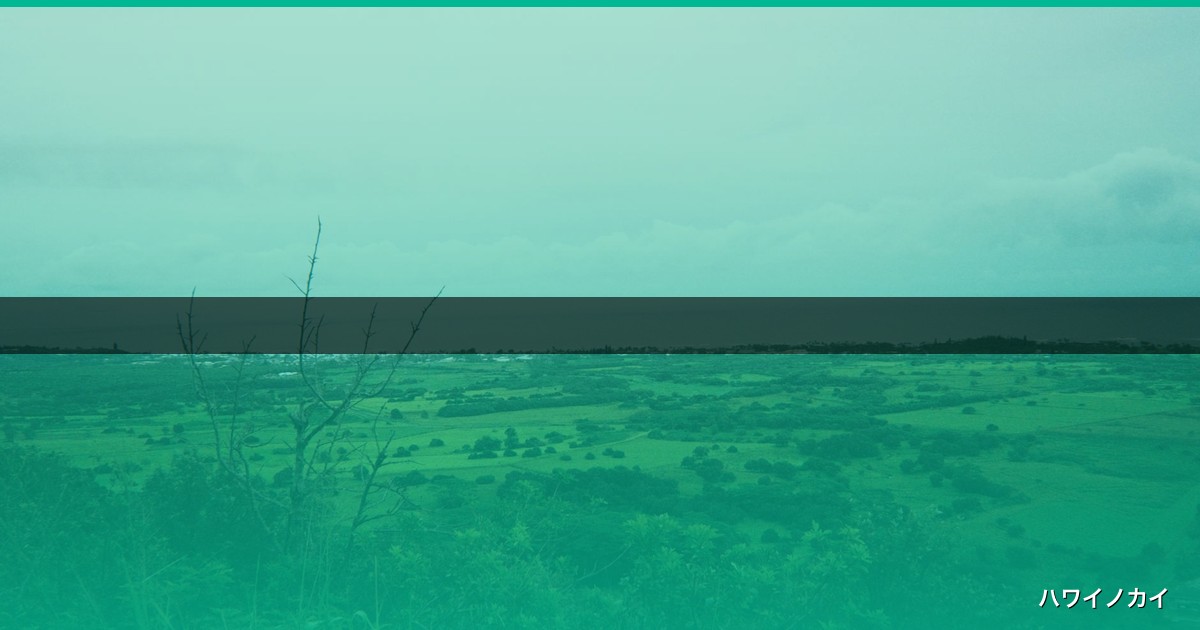 【2026年】ハワイのスーパーお土産で失敗しない！リピーター厳選3選と賢い購入術