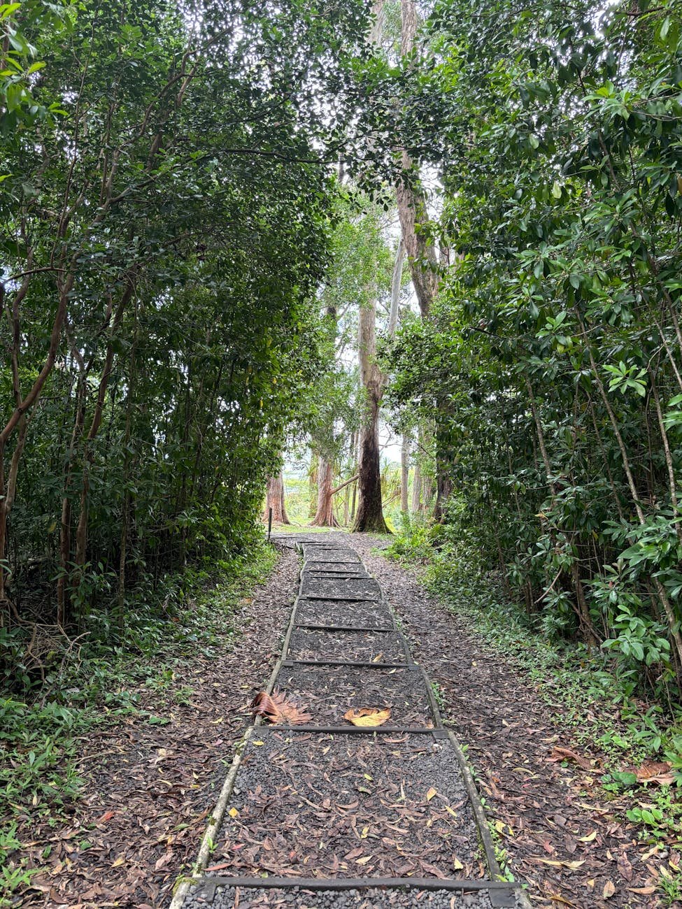 マノアの滝ハイキングコースと滝の風景