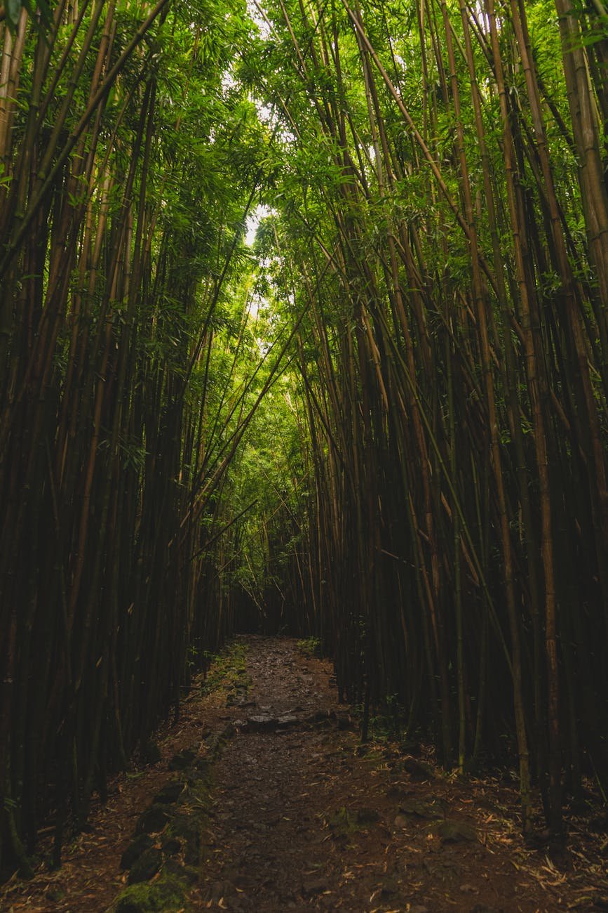 マノアの滝への森のトレイル