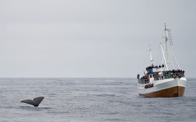 hawaii whale watching tour comparison