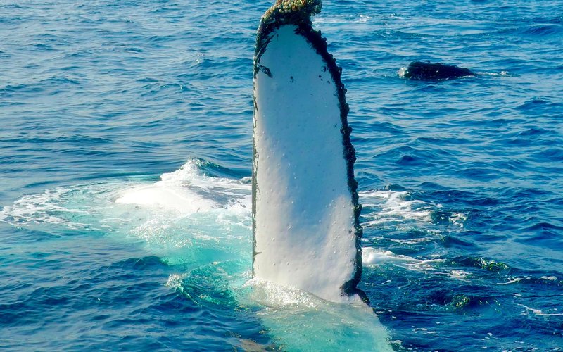 hawaii whale watching tour comparison
