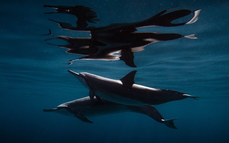 hawaii dolphin watching tour