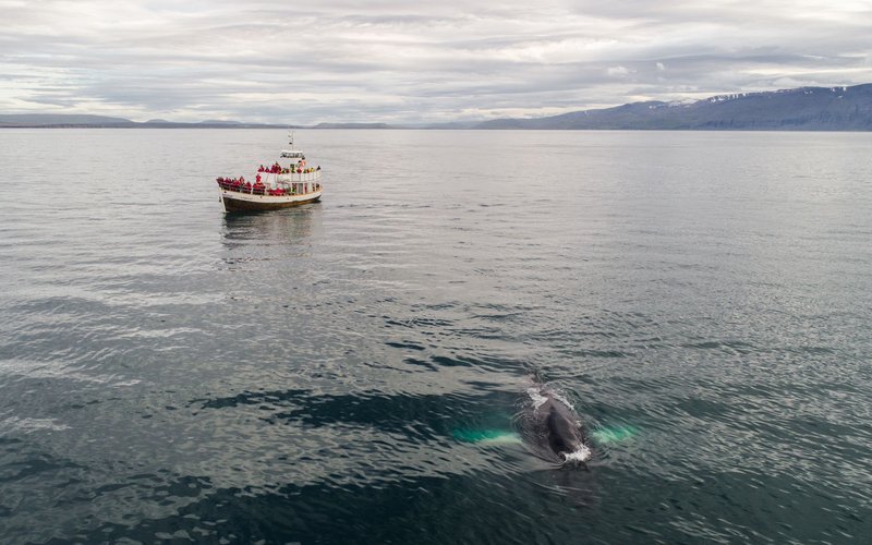 hawaii whale watching tour comparison