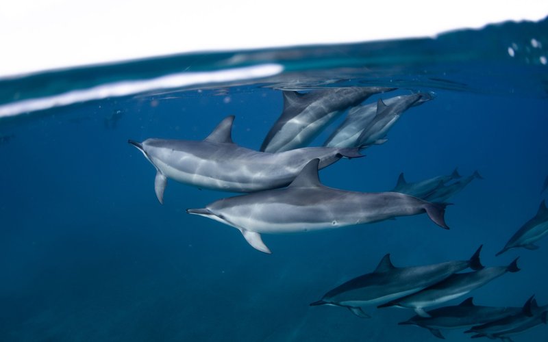 hawaii dolphin watching tour